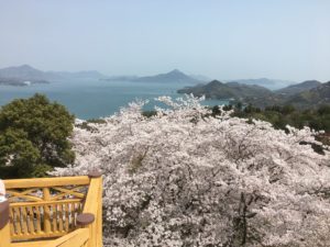 開山公園桜